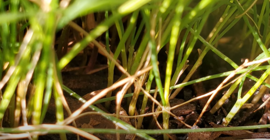 What is a fine fescue?