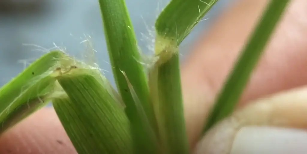 What Is Centipede Grass?