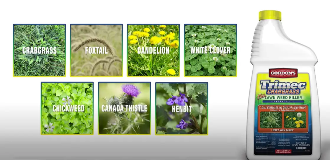 Does Trimec Kill Crabgrass? Grass Killer