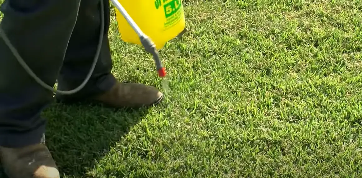 Common Zoysia Grass Problems Grass Killer