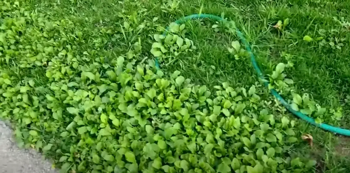 can-you-put-weed-and-feed-on-new-grass-seed-grass-killer