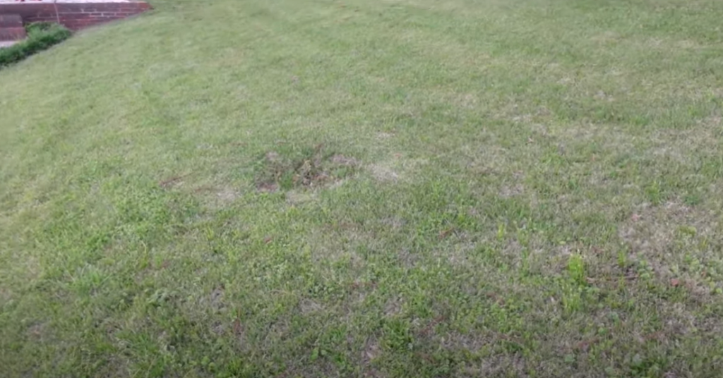 What Is Zoysia?
