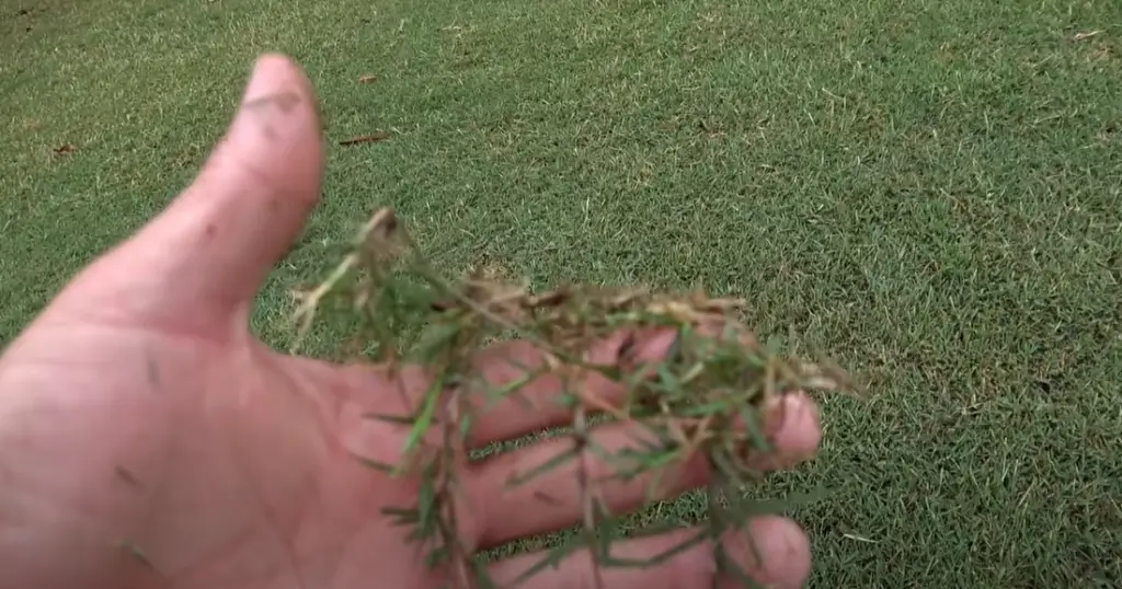 What Makes Zoysia Grass Patchy?