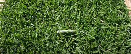 How Long for Centipede Seed to Germinate? - Grass Killer