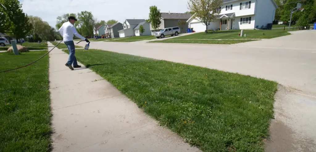 When is a good time to spray dandelions?