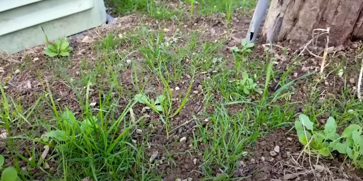 can-you-put-weed-and-feed-on-new-grass-seed-grass-killer