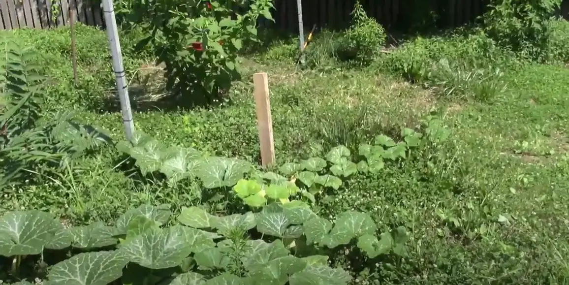 Will Vinegar Kill Johnson Grass? Grass Killer